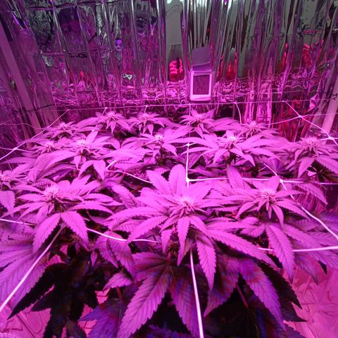 Tangerine cookies growlog timeline photo