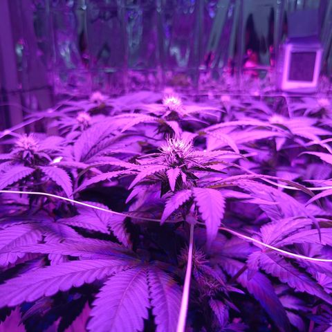 Tangerine cookies growlog timeline photo