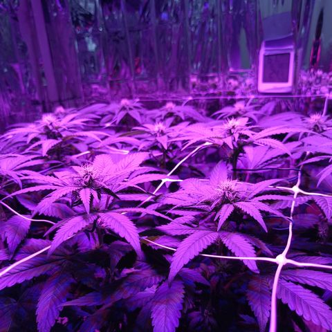 Tangerine cookies growlog timeline photo