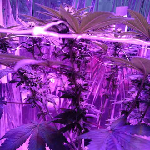 Tangerine cookies growlog timeline photo