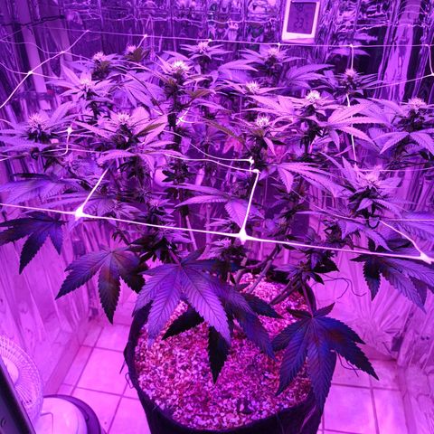 Tangerine cookies growlog timeline photo