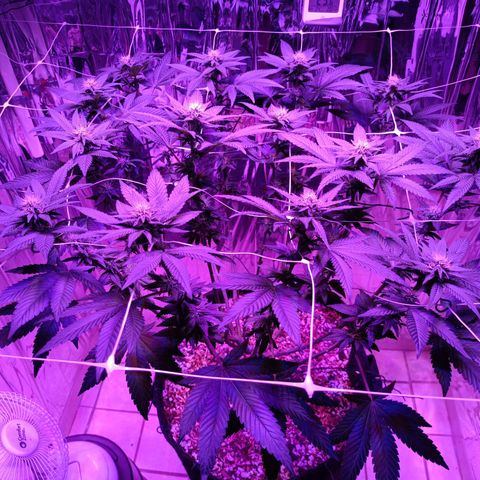 Tangerine cookies growlog timeline photo
