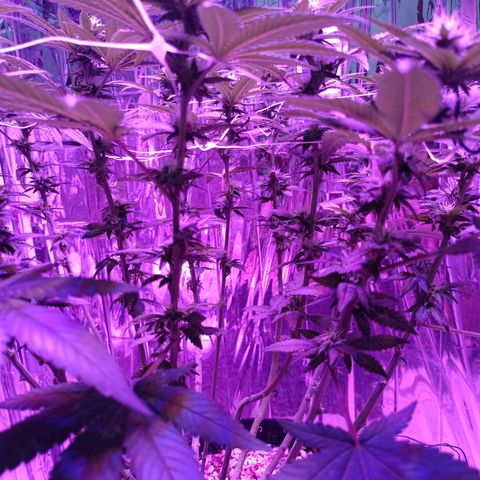 Tangerine cookies growlog timeline photo