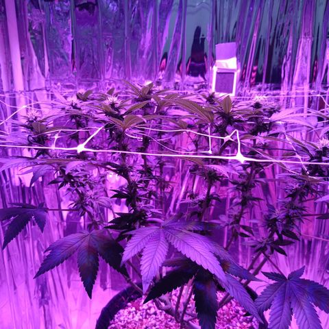 Tangerine cookies growlog timeline photo