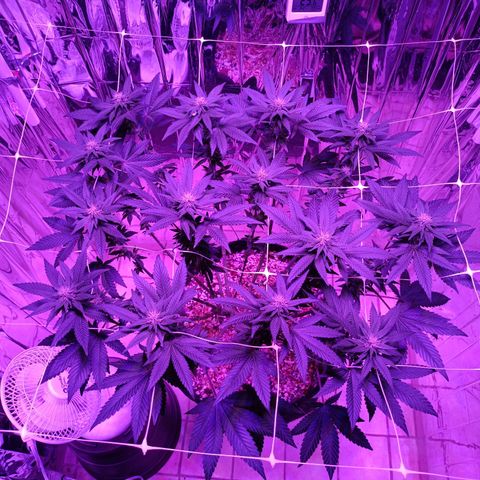 Tangerine cookies growlog timeline photo