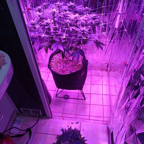 Tangerine cookies growlog timeline photo