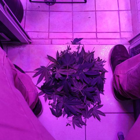 Tangerine cookies growlog timeline photo