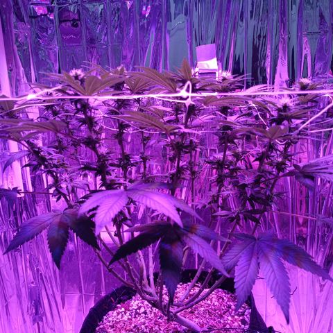 Tangerine cookies growlog timeline photo