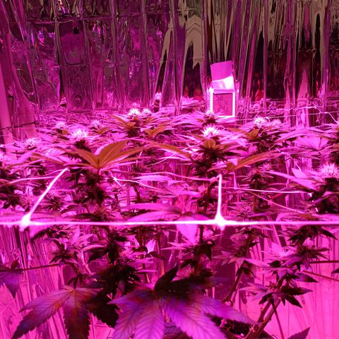 Tangerine cookies growlog timeline photo