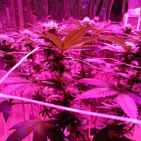 Tangerine cookies growlog timeline photo