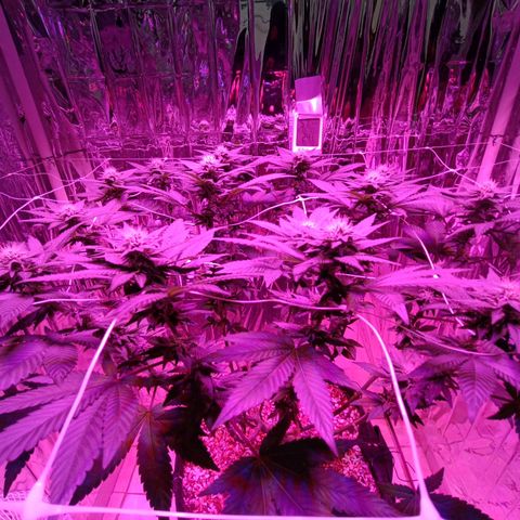 Tangerine cookies growlog timeline photo