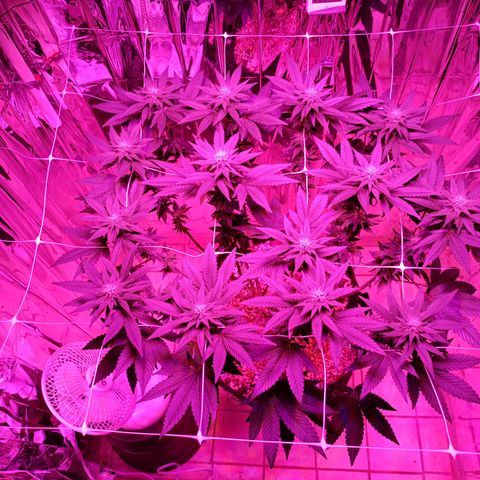 Tangerine cookies growlog timeline photo