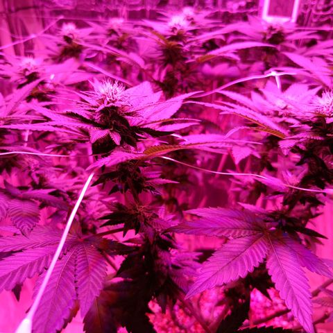 Tangerine cookies growlog timeline photo