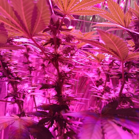 Tangerine cookies growlog timeline photo