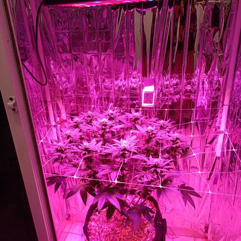 Tangerine cookies growlog timeline photo