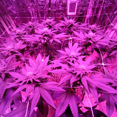 Tangerine cookies growlog timeline photo