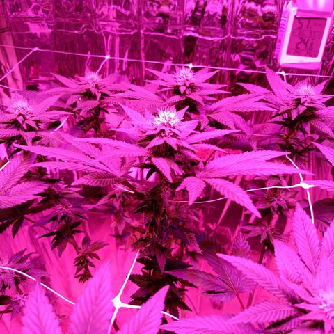 Tangerine cookies growlog timeline photo