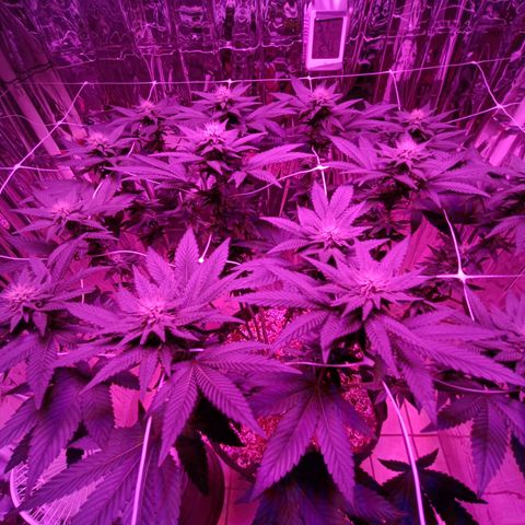 Tangerine cookies growlog timeline photo