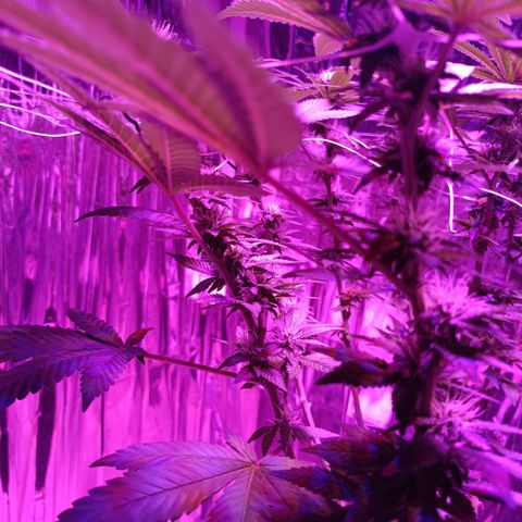 Tangerine cookies growlog timeline photo