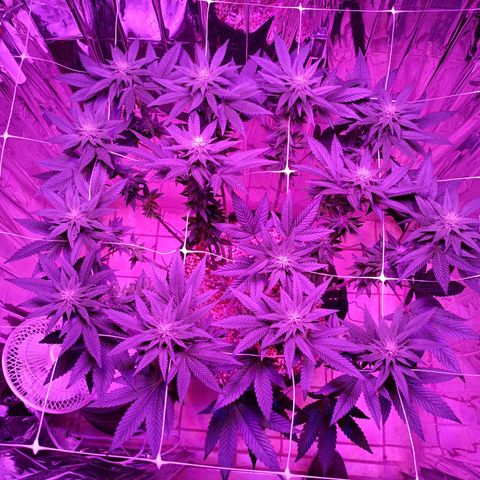 Tangerine cookies growlog timeline photo