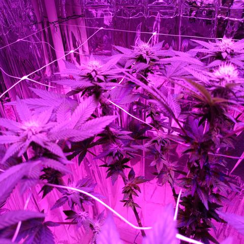 Tangerine cookies growlog timeline photo