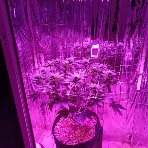 Tangerine cookies growlog timeline photo