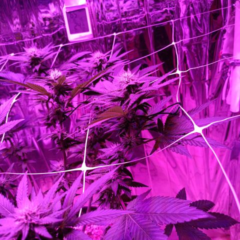 Tangerine cookies growlog timeline photo