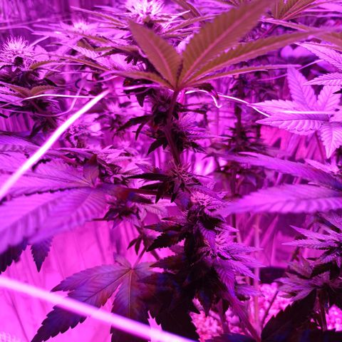 Tangerine cookies growlog timeline photo