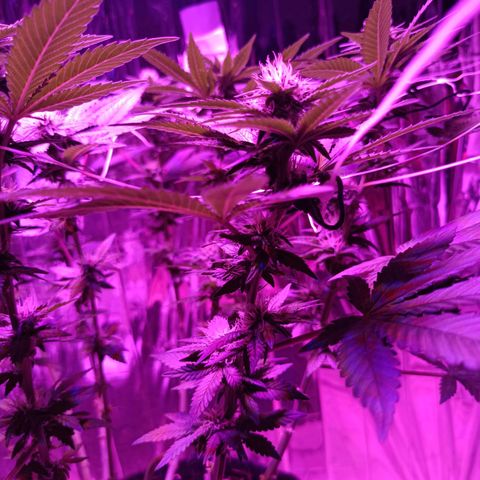 Tangerine cookies growlog timeline photo