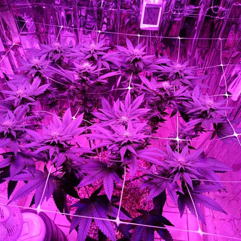 Tangerine cookies growlog timeline photo