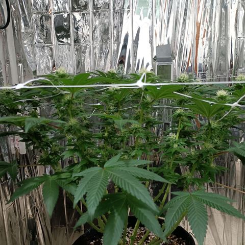 Tangerine cookies growlog timeline photo