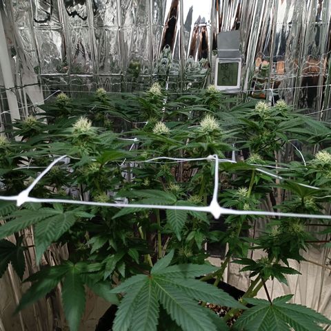 Tangerine cookies growlog timeline photo