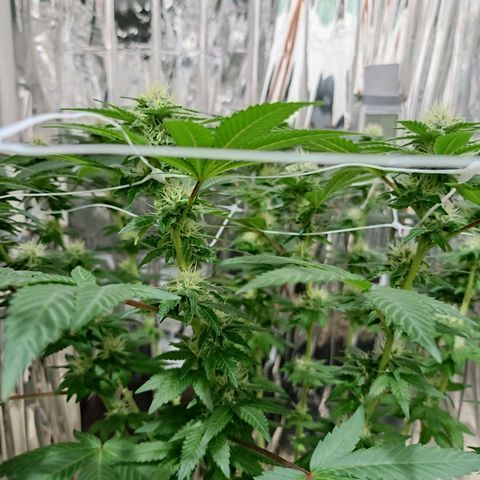 Tangerine cookies growlog timeline photo