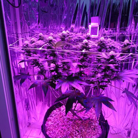 Tangerine cookies growlog timeline photo