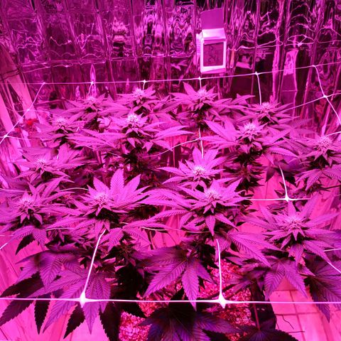 Tangerine cookies growlog timeline photo