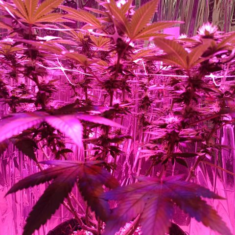 Tangerine cookies growlog timeline photo