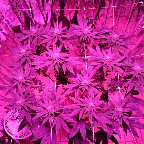 Tangerine cookies growlog timeline photo