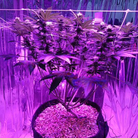 Tangerine cookies growlog timeline photo