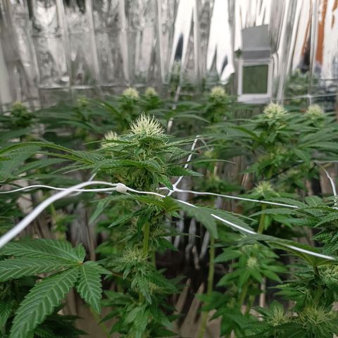 Tangerine cookies growlog timeline photo