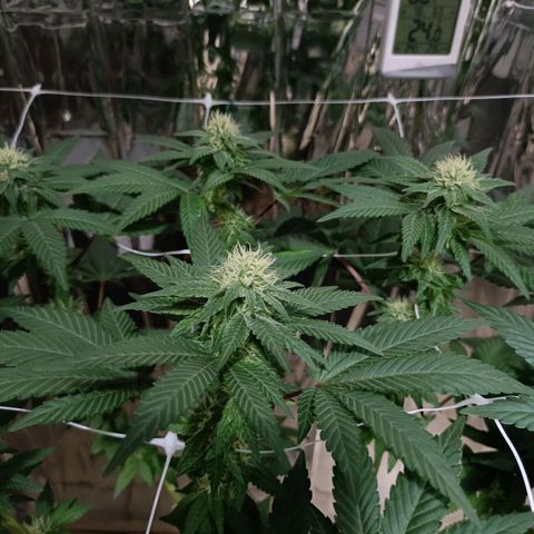 Tangerine cookies growlog timeline photo