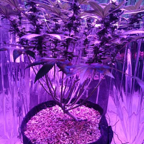 Tangerine cookies growlog timeline photo