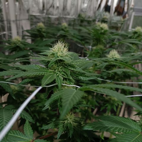 Tangerine cookies growlog timeline photo