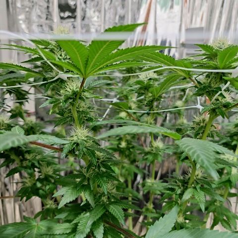 Tangerine cookies growlog timeline photo