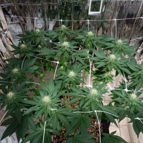 Tangerine cookies growlog timeline photo