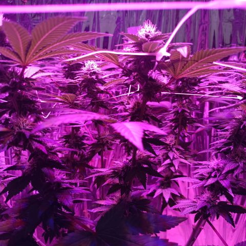 Tangerine cookies growlog timeline photo