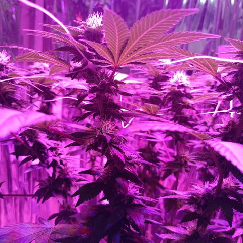 Tangerine cookies growlog timeline photo