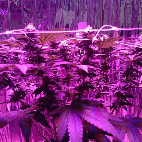 Tangerine cookies growlog timeline photo