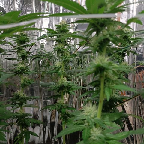 Tangerine cookies growlog timeline photo