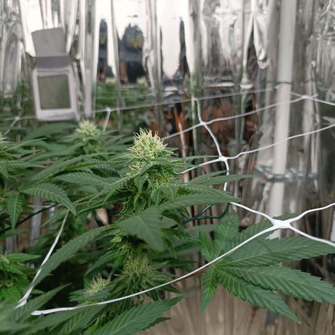 Tangerine cookies growlog timeline photo
