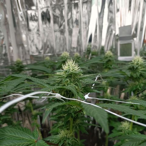 Tangerine cookies growlog timeline photo